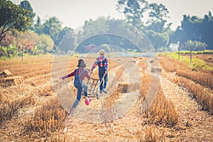 Children helping sweep haystack to pile in rice field of organic farm