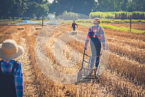 Children helping sweep haystack to pile in rice field of organic farm