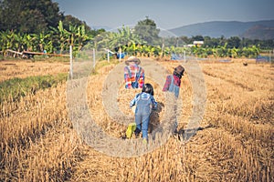 Children helping sweep haystack to pile in rice field of organic farm