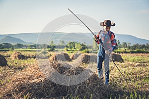 Children helping sweep haystack to pile in rice field of organic farm