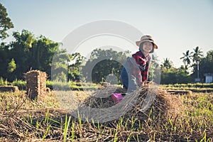 Children helping sweep haystack to pile in rice field of organic farm