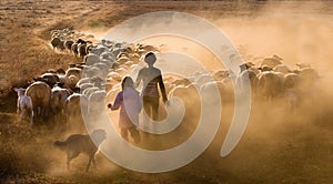 Children herding the sheep photo