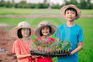 Children hold seeding of chilli or pepper vegetable to planting in organic garden in rural