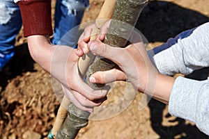 Children holding a bole during tree planting. photo