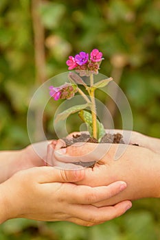 Children are holding a flower growing in the ground.