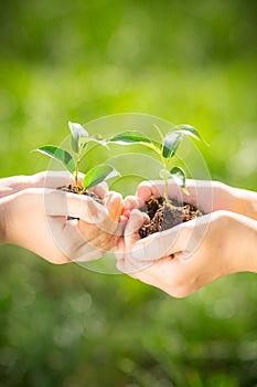 Children holding young plant in hands