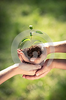 Children holding young plant in hands
