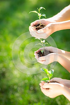 Children holding young plant in hands