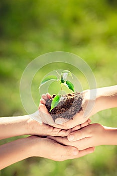 Children holding young plant in hands