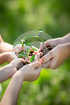 Children holding young plant in hands