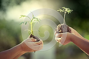 Children holding young plant in hands