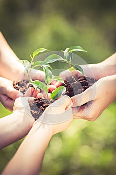 Children holding young plant in hands