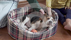 Children look at a puppy singing on the poof