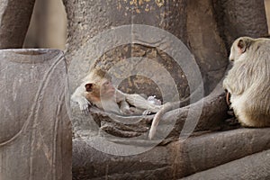 Children Monkey sitting sleeping on ancient Buddha hand statue, Candid animal wildlife picture waiting for food