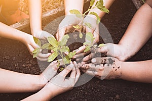 Children and parent hands planting young tree on black soil