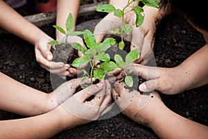 Children and parent hands planting young tree on black soil