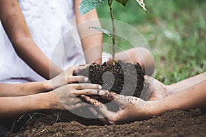 Children and parent hands planting young tree on black soil together