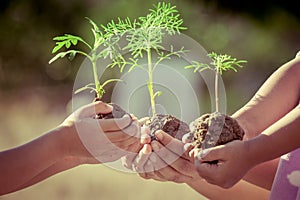 Children and parent holding young plant in hands