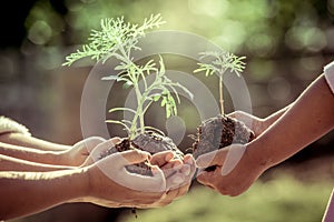 Children and parent holding young plant in hands