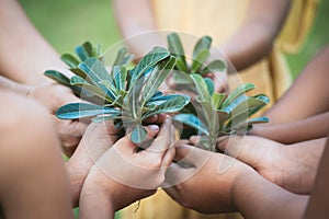 Children and parent holding young tree in hands for planting