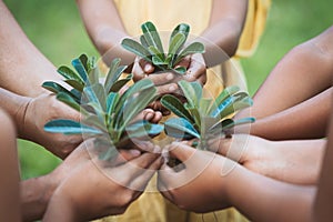 Children and parent holding young tree in hands for planting