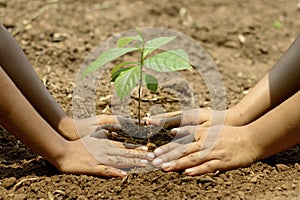 Children and parents join hands to plant saplings on black soil together.