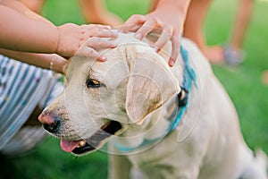 Children pat cute dog outdoor