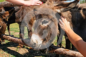 Children petting a domestic donkey in a farm pen