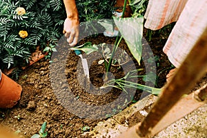 Children plant in the garden