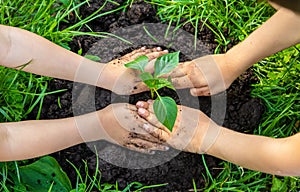 Children plant plants in the garden. Selective focus