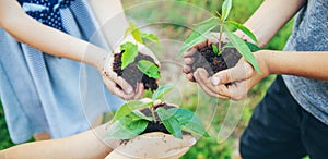 children plant plants together in their hands. Selective focus