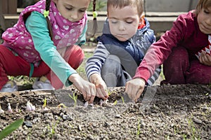 children plant seeds in open ground in spring
