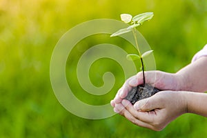 Children plant trees as soil and seedlings in the hands of small children.