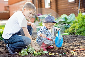 Children planting strawberry seedling into fertile soil outside in garden