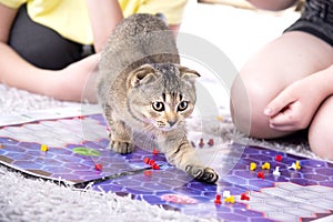 Children play with a british little playful kitten at home on the carpet. A kitten scatters the chips of a board game