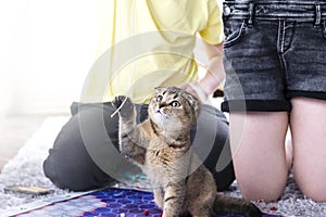 Children play with a british little playful kitten at home on the carpet. A kitten scatters the chips of a board game