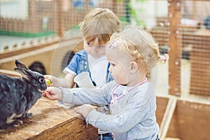 Children play with the rabbits in the petting zoo