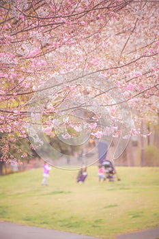 Children playing with cherry Zempukuji parkland