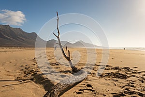 Children playing on Cofete beach, dry tree branch on the sand, Fuerteventura island, Canary islands, Spain