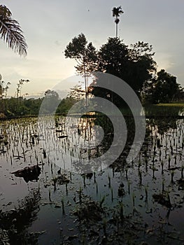 The children are playing in the rice fields in the evening