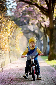 Children, playing on the street with blooming pink cherry trees on sunset