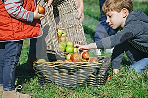 Children putting apples inside of basket with fruit