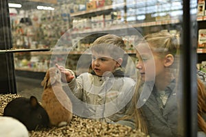 Children and Rabbits for sale behind the glass showcase in a pet shop