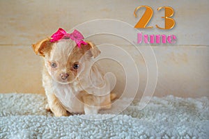 Children`s calendar with a funny puppy  June 23