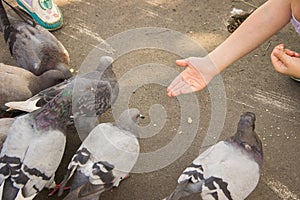 Children`s hand feeds flocks of wild urban pigeons on the asphal