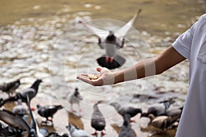 Children`s hand feeds pigeons with bread by the river