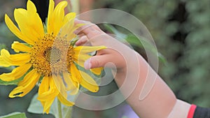 Children's hand and sunflower in the garden.