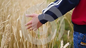 Children`s hand touches the ears of wheat in a field