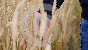 Children`s hand touches the ears of wheat in a field