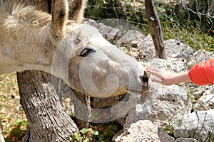 children's hand trustingly touches donkey face, donkey, Equus asinus, Equus africanus asinus on home farm in mountains,